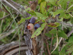Vaccinium myrtilloides