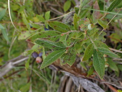 Vaccinium myrtilloides