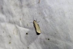 Virbia laeta