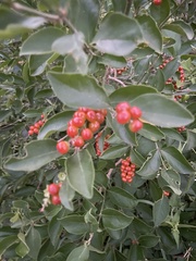 Citharexylum berlandieri