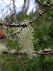 Ramalina thrausta