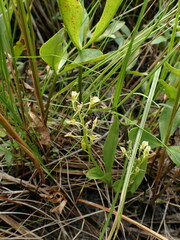 Liparis loeselii
