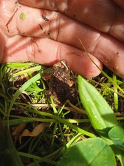 Pristimantis unistrigatus