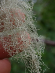 Ramalina thrausta