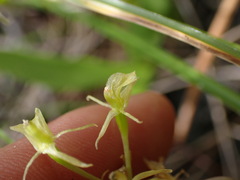 Liparis loeselii