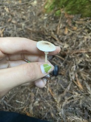 Leucocoprinus brebissonii