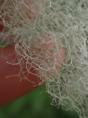 Ramalina thrausta