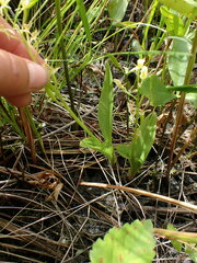 Liparis loeselii