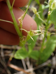 Liparis loeselii