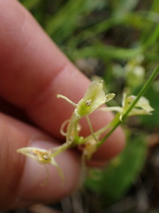 Liparis loeselii