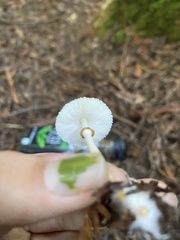 Leucocoprinus brebissonii