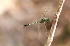 Orthetrum serapia