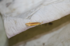 Donacaula melinellus