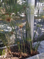 Cyperus papyrus