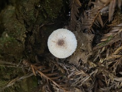 Leucocoprinus brebissonii