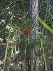 Cyperus papyrus