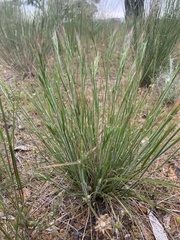 Rytidosperma caespitosum