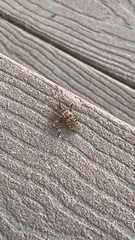 Leptoglossus occidentalis