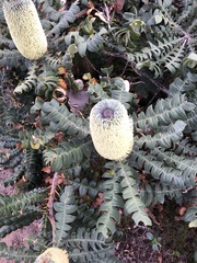 Banksia grandis