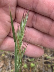 Rytidosperma caespitosum