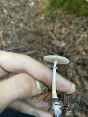 Leucocoprinus brebissonii