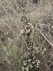 Pseudognaphalium californicum