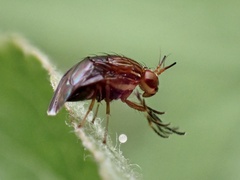 Steganopsis melanogaster