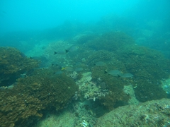 Haemulon maculicauda