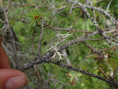 Evernia