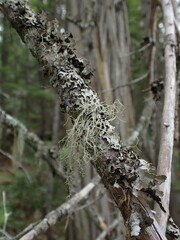 Ramalina thrausta