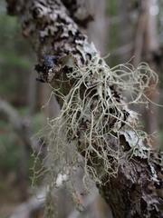 Ramalina thrausta