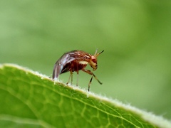 Steganopsis melanogaster