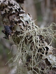Ramalina thrausta