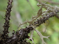 Evernia