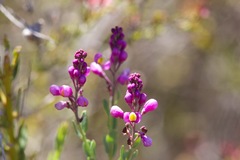 Comesperma ericinum