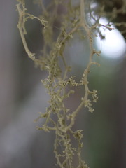 Ramalina thrausta