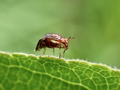 Steganopsis melanogaster
