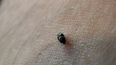 Litargus