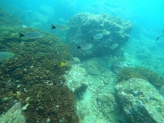 Haemulon maculicauda