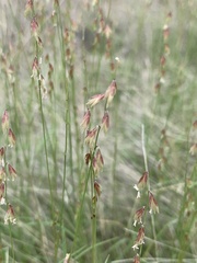 Bouteloua diversispicula