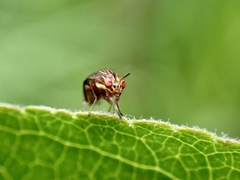 Steganopsis melanogaster