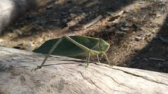 Stilpnochlora azteca