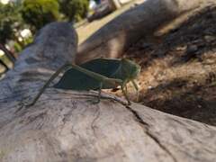 Stilpnochlora azteca