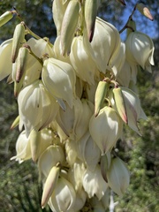 Yucca aloifolia