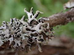 Hypogymnia tubulosa