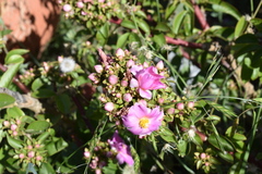 Pereskia grandifolia