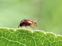Steganopsis melanogaster