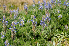 Lupinus bracteolaris