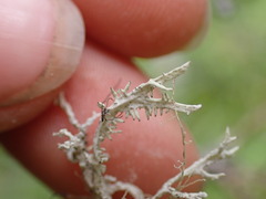 Evernia