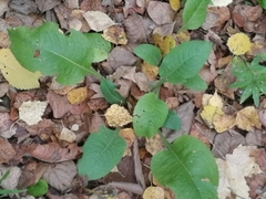 Cicerbita macrophylla uralensis